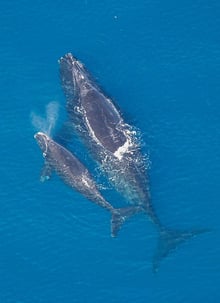 A North Atlantic right whale with its calf exhaling the species’ unique V-shaped blow.
