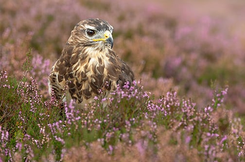 Close-up of an adult buzzard standing in purple heather on managed moorland in Nidderdale, Yorkshire Dales.