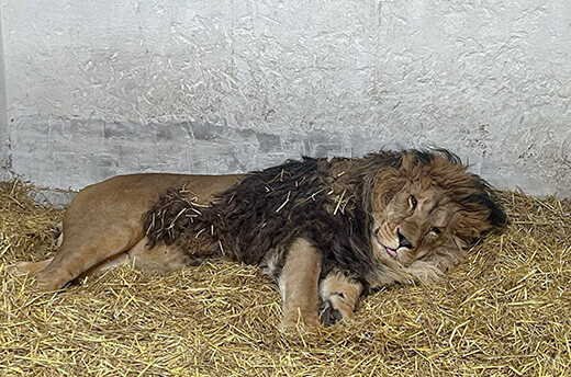 Rori de leeuw in zijn verblijf bij Wild Animal Rescue. © Wild Animal Rescue