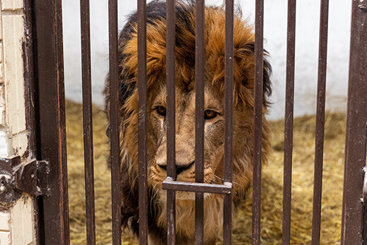 Rori de leeuw in zijn verblijf bij Wild Animal Rescue. © The Big Cat Sanctuary