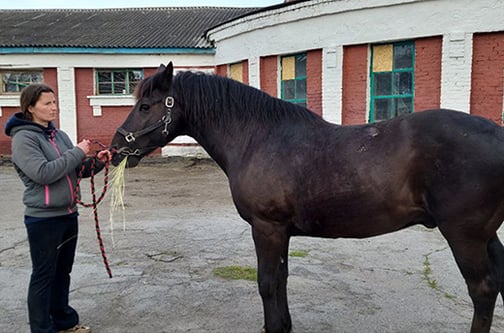 Due to recent attacks in the Kharkiv region, horses from a stable in the town of Dergachi had to be evacuated urgently.