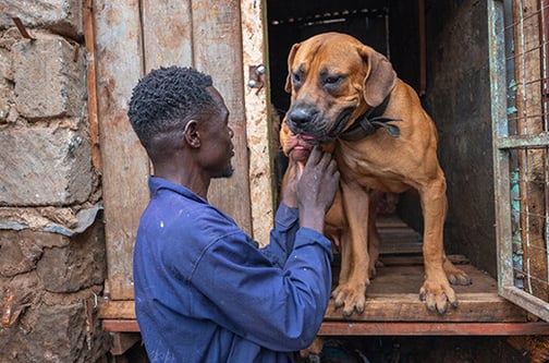 Hilary Mrando keeps watch on the few dogs left in his kennels after floods in the Mathare area of Nairobi, Kenya.