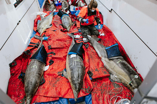 Foto van MMRR dierenarts, Dr. Sarah Sharp, met zeven gestrande gewone dolfijnen in de IFAW Mobile Dolphin Rescue Clinic terwijl ze een gezondheidscheck ondergaan voordat ze terug kunnen keren naar de oceaan, 10 maart 2021. Foto: Andrea Spence / © IFAW, Activiteiten uitgevoerd in het kader van een federale strandingsovereenkomst tussen IFAW en NMFS onder de MMPA