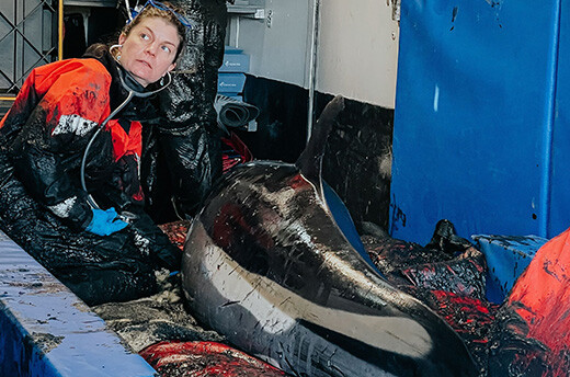 Technici van IFAW Marine Mammal Rescue stabiliseren een Atlantische witflankdolfijn die met negen andere dolfijnen is gestrand terwijl ze in de mobiele reddingskliniek voor dolfijnen van het IFAW naar een loslaatlocatie reizen. Foto: Anita Yankova / © IFAW, Activiteiten uitgevoerd in het kader van een federale strandingsovereenkomst tussen IFAW en NMFS onder de MMPA.