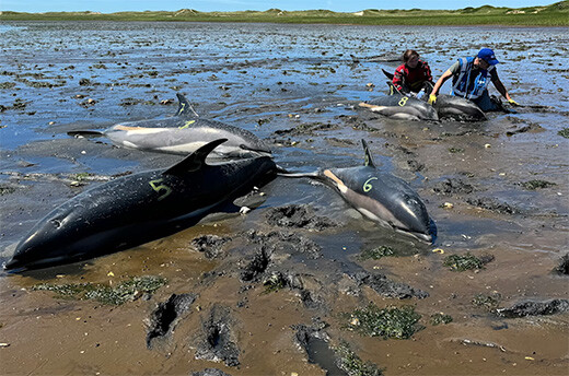 Reddingswerkers van IFAW haasten zich om dolfijnen te redden in Wellfleet, MA, tijdens de grootste massale stranding van dolfijnen ooit in de Verenigde Staten. Foto: © IFAW, Activiteiten uitgevoerd in het kader van een federale strandingsovereenkomst tussen het IFAW en de NMFS onder de MMPA.