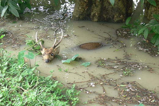 Zwijnshert in overstroomd Kaziranga National Park. © IFAW-WTI
