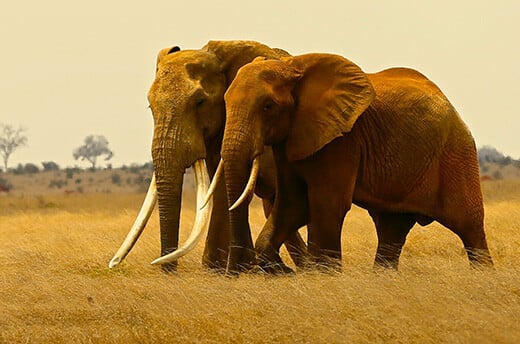 Super tusker Satao II (links), inmiddels door stropers gedood in het Tsavo Conservation Area. © Tsavo Trust