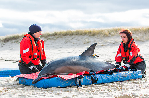 IFAW-reddingsmedewerkers Katie Moore (links) en Kristy Volker zitten bij een gewone dolfijn met een satellietzender die tijdelijk zou worden vrijgelaten in de oceaan. Foto: © Andrea Spence