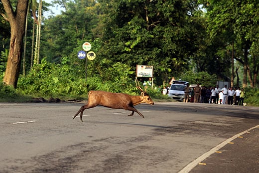 Door de overstromingen getroffen zwijnshert steekt de NH 37 over bij Panbari R.F. in Kaziranga National Park. © WTI-IFAW