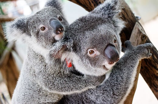 Charlotte and Webster in care at Friends of the Koala.