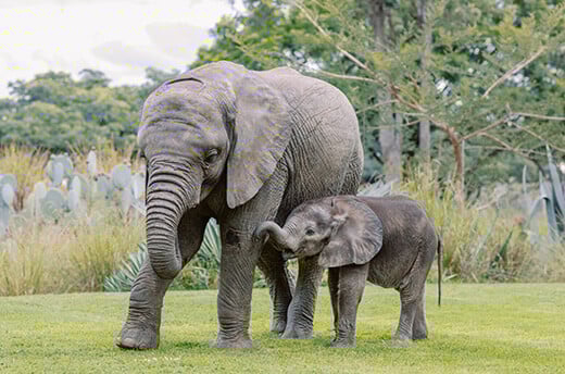 Elephant orphan Elliot with Kadiki at the Zimbabwe Elephant Nursery and Wild Is Life.