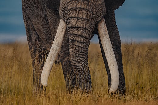 Close up van een big tusker in Amboseli National Park, Kenia. Foto: © Donal Boyd