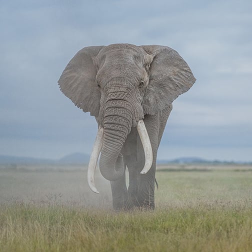Een Big Tusker in Amboseli Nationaal Park, Kenia © Donal Boyd