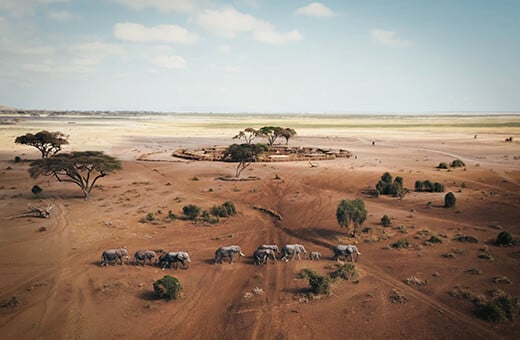 Olifanten lopen in de buurt van een Maasai-gemeenschap in Amboseli, Kenia. Foto: Michael Zomer / © IFAW