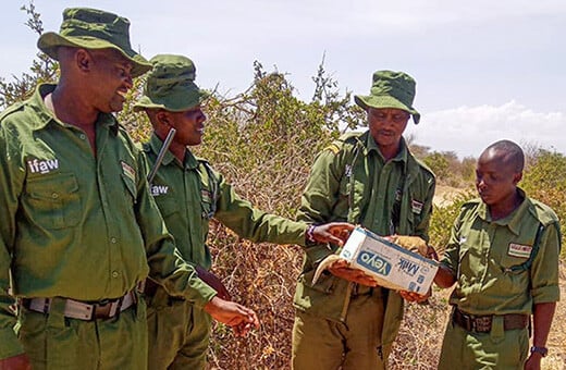 Gemeenschap in Malawi werkt aan een 130 kilometer lang hekwerk om wilde dieren en nabijgelegen nederzettingen te beschermen. Foto: Naudé Heunis / © IFAW 