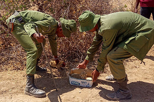 OCWR Ranger Lenkaja Lekunase calms a giraffe calf who had wandered away from her mother in Amboseli.