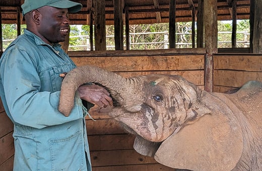 Bupe met een verzorger in zijn nieuwe stal bij Lusaka Elephant Nursery. Foto: © GRI