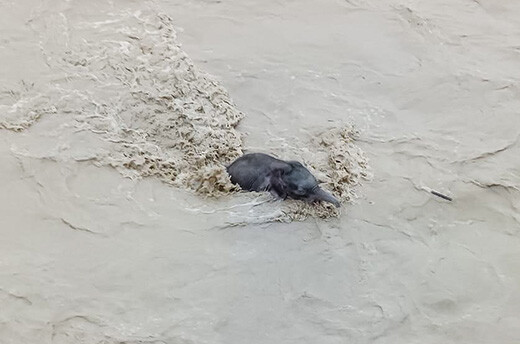 Een jong olifantenkalf vast in het water tijdens de overstromingen in Assam. Het reddingsteam van IFAW-WTI heeft het kalfje kunnen redden en wordt nu verzorgd in het door IFAW gesteunde Centre for Wildlife Rehabilitation and Conservation. Foto: © Assam Forest Department