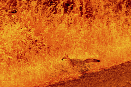 FY25_667026_520x347