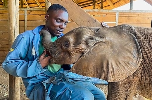 Olifantenkalfje Lumezi sabbelt aan de hand van zijn verzorger Audience in de boma van Lusaka Elephant Nursery in Zambia. © GRI