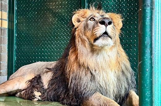 Leeuw Rory © The Big Cat Sanctuary