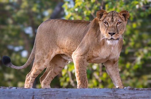 Na haar evacuatie uit het door oorlog verscheurde Oekraïne, gaat leeuwin Yuna voor het eerst naar buiten in haar nieuwe thuis in the Big Cat Sanctuary. © The Big Cat Sanctuary