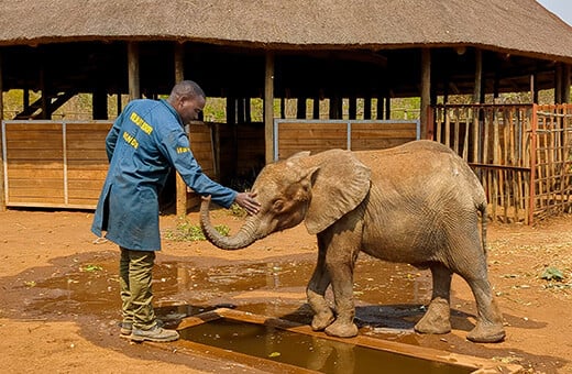 Ndewa met verzorger Oliver in Lusaka Elephant Nursery een paar weken na haar redding. Foto: © GRI 