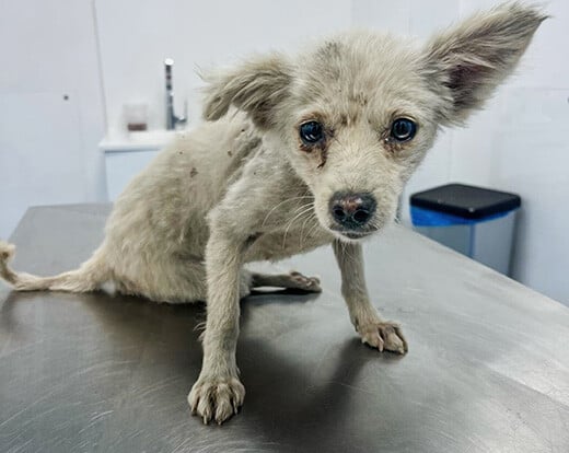 Een hond geëvacueerd uit Zuid-Libanon en opgevangen door Give Me A Paw. © Give Me A Paw 