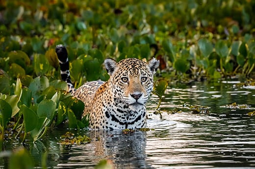 Een jaguar staat in ondiep water in de Pantanal wetlands in Brazilië. © Uwe Bergwitz