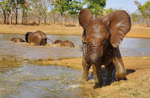 Kasungu speelt in het water in Lusaka National Park, Zambia. Foto: © GRI 