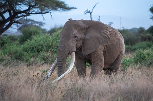 Craig, een van de weinige overgebleven Big Tuskers in Kenia. © IFAW