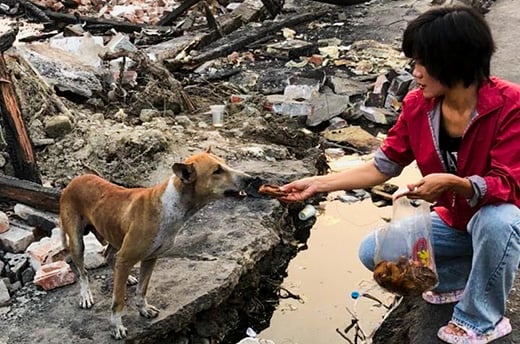 Dog being fed during Earthquake response in Myanmar.