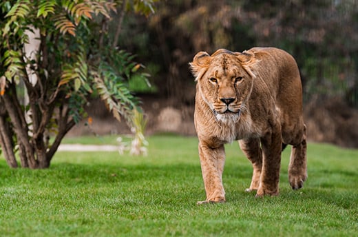 Geredde leeuwin Yuna na evacuatie uit het door oorlog verscheurde Oekraïne. © The Big Cat Sanctuary