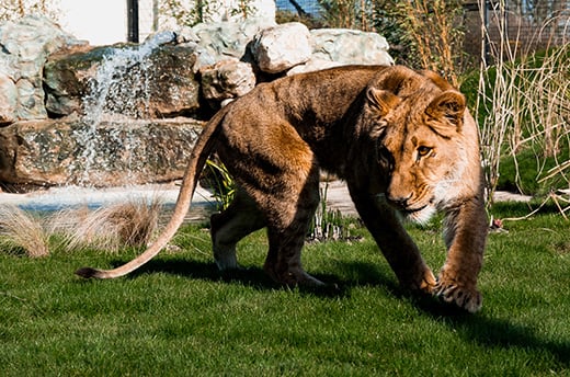 Vanda in haar nieuwe thuis bij The Big Cat Sanctuary. © The Big Cat Sanctuary