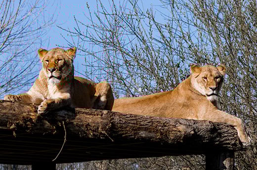 Zusjes Amani en Lira in het nieuwe Lion Rescue Centre. © The Big Cat Sanctuary