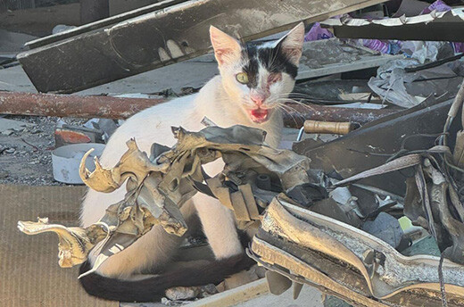 Kat in de ravage door bombardementen op Libanon © Animals Lebanon