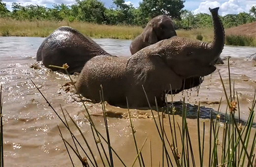 Kasungu voor de eerste keer in het water bij Lusaka Elephant Nursery.