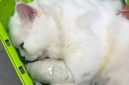 Verwonde kat die is geëvacueerd uit een woning in Libanon. Foto: © Animals Lebanon