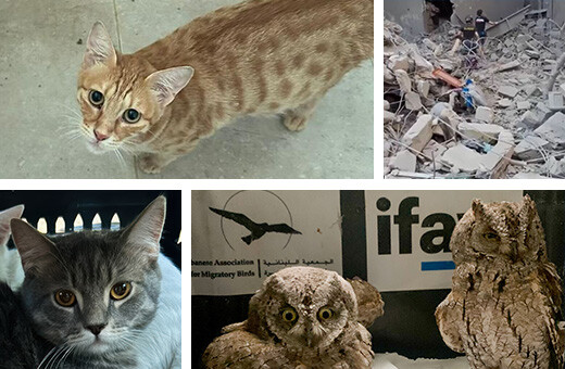 animals amidst disaster in Lebanon