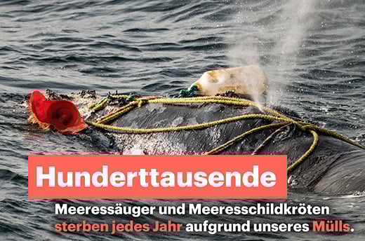 Man erkennt einen Walrücken an der Meeresoberfläche. Der Wal ist überzogen mit eine Leine und Plastikmüll.