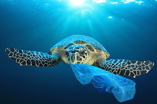 Une tortue marine mâche un sac en plastique qu'elle a confondu avec une méduse (une source de nourriture courante pour les tortues marines) dans la mer de Chine méridionale, au large de la Malaisie. © Richard Carey - stock.adobe.com