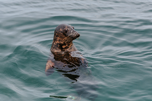 Eine Kegelrobbe schaut aus der Wasseroberfläche hervor. Der Großteil des Körpers ist Unterwasser.