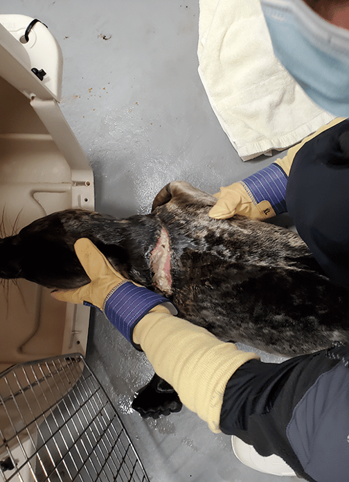 Eine Robbe wird von einer Person mit Handschuhen vor einer Box festgehalten. Man erkennt die tiefe Schnittwunde am Hals.