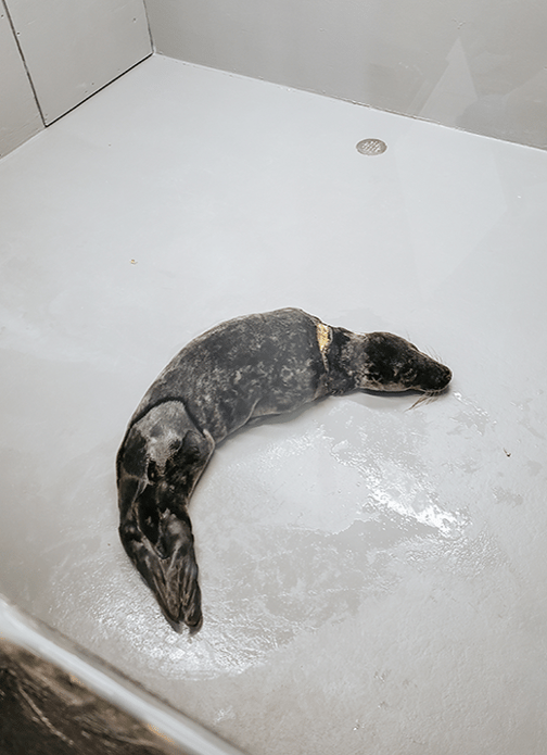 Eine Robbe liegt auf einem betonartigen Boden. Eine tiefe Schnittwunde am Hals ist sichtbar.