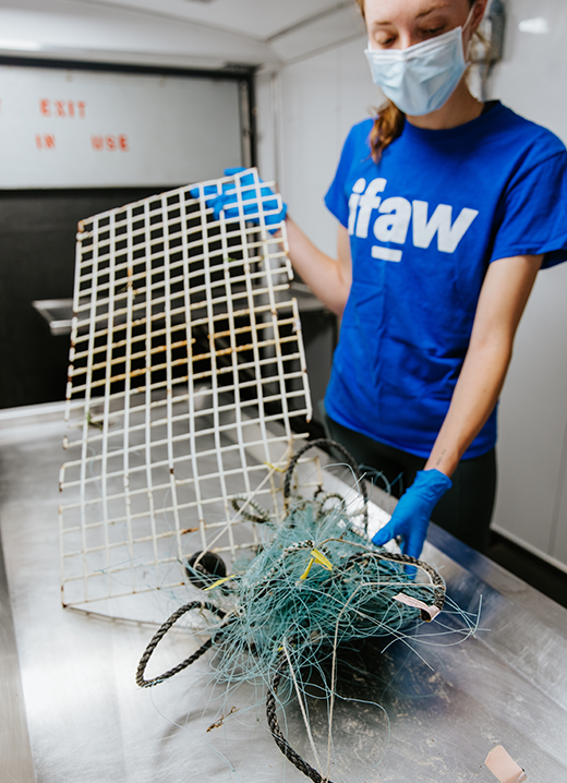 Eine Frau steht in einem blauen IFAW T-Shirt vor einem Metalltisch. Sie hält ein Gitter sowie ein Haufen Netze fest.