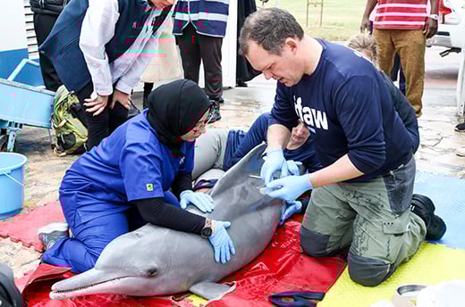 Eine Frau und ein Mann hocken über einen Delfin auf einer roten Plane mit Griffen, die für den Transport des Delfins vorgesehen ist. Der Mann trägt einen blauen Pullover mit IFAW Logo darauf. Beide Personen tragen medizinische Handschuhe.