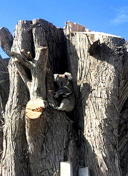 Koala in tree stump before rescue.