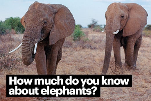 How much do you know about elephants?