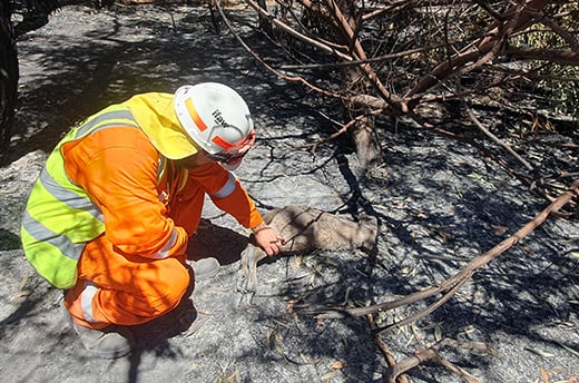IFAW-dierenhulpverlener Robert Leach met een kangoeroe die brandwonden opliep bij de brand in Tooperang, Zuid-Australië. Foto: © IFAW