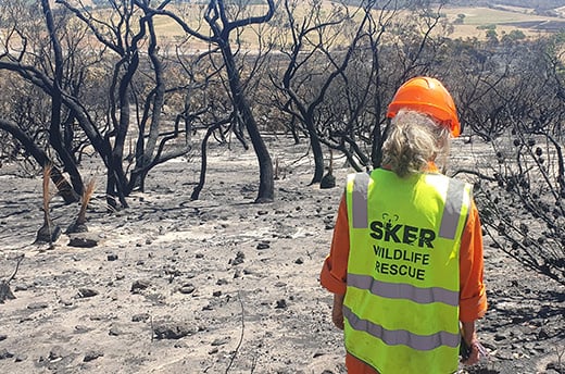 IFAW is afgereisd naar Zuid-Australië om onze langdurige partner Southern Koala and Echidna Rescue (SKER) te ondersteunen. Een bosbrand trok door een gebied waar koala’s, kangoeroes, buidelratten en inheemse vogelsoorten leven. Foto: © IFAW